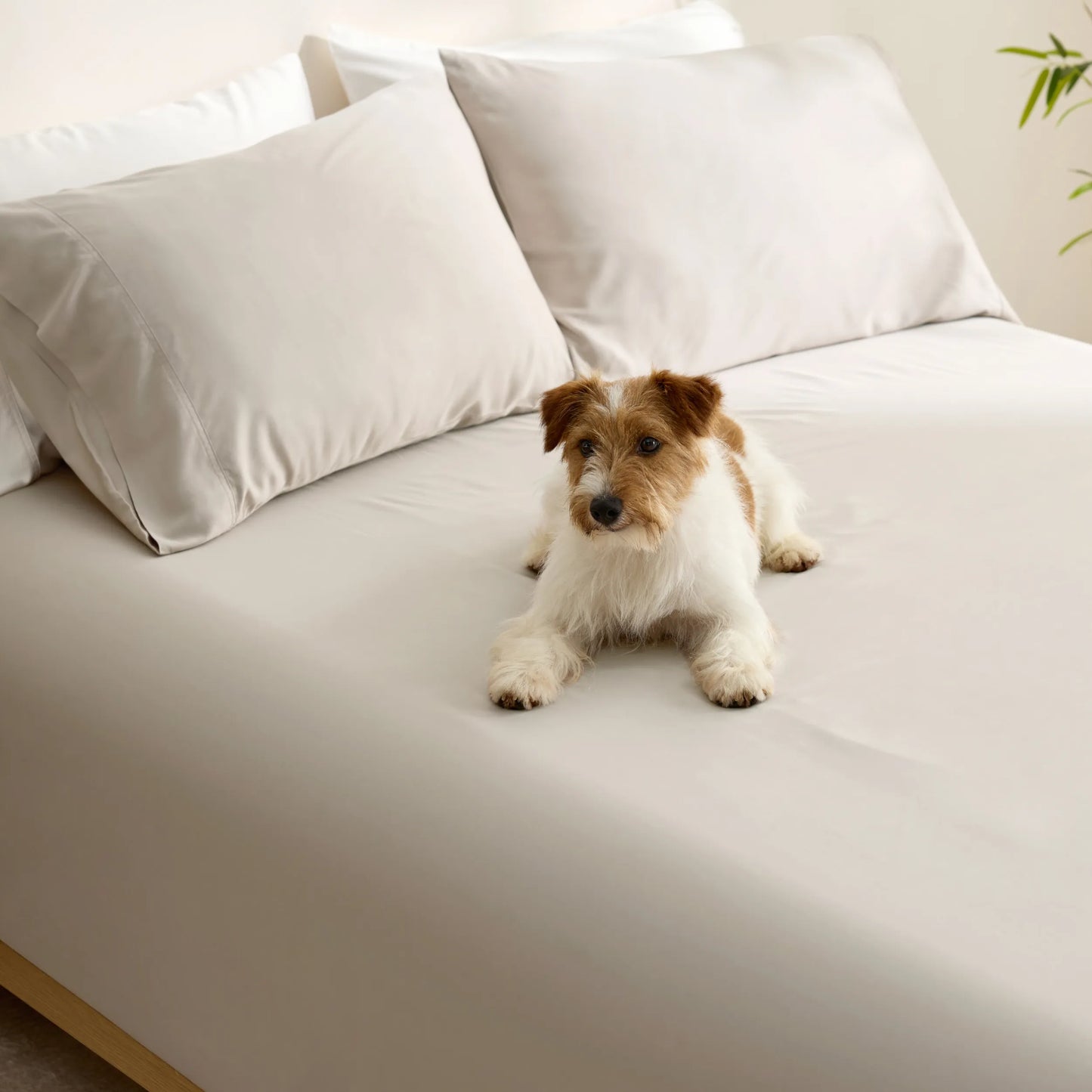 PureWoven™ Organically Grown Bamboo Viscose Fitted Sheet Set